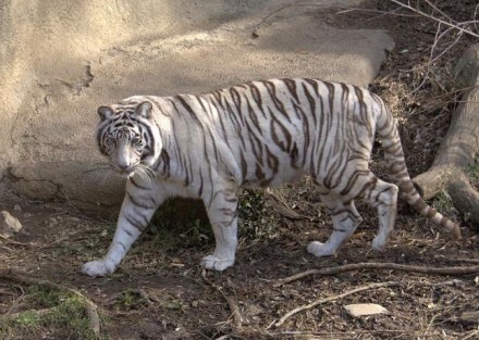 BLOG : सिडनीचं मैदान, स्टिव्ह वॉ चा अखेरचा सामना मात्र लक्षात राहिला तो सचिन रमेश तेंडुलकर !