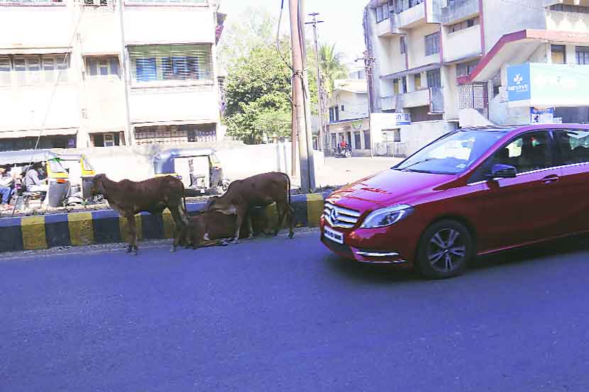 शहरातील अनेक रस्त्यांवर मोकाट जनावरांनी ठाण मांडलेले असते.