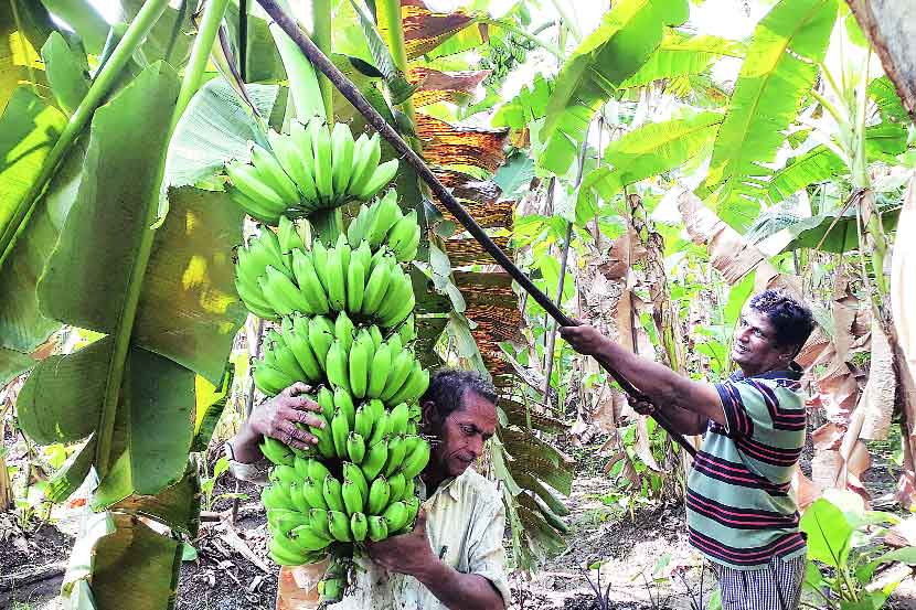 वेलची केळी रोगग्रस्त