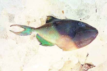 काळा मासा’ महाराष्ट्राच्या सागरी हद्दीतील सुरमई, बांगडा अशा चविष्ट माशांचा कर्दनकाळ ठरत असल्याने मत्सदुष्काळाचे सावट आहे,