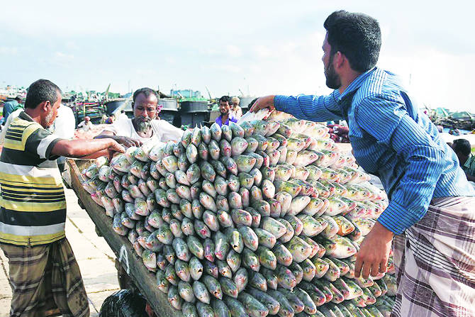 ‘हिल्सा’ मासा हा खाऱ्या आणि गोडय़ा दोन्ही पाण्यात वाढणारा मासा आहे.