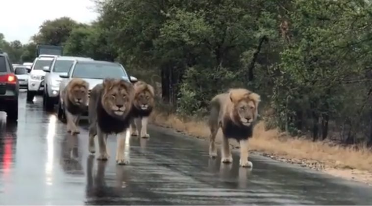 Video : जेव्हा जंगलाचे राजे प्रवाशांची वाट अडवतात