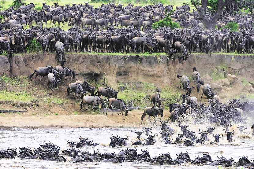 मेअखेरीस टांझानियाच्या बाजूस नदीच्या तीरावर या प्राण्यांचे कळप गर्दी करू लागतात.