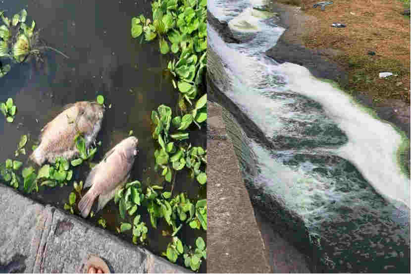 पवना नदीवरील केजुबाई धरण भागात शेकडो मासे आढळले मृतावस्थेत