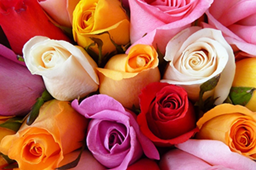 गुलाबांच्या रंगांचा अर्थ