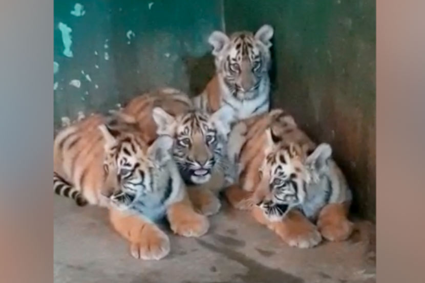 VIDEO …वाघोबाच्या बछड्यांचं थाटामाटात बारसं!