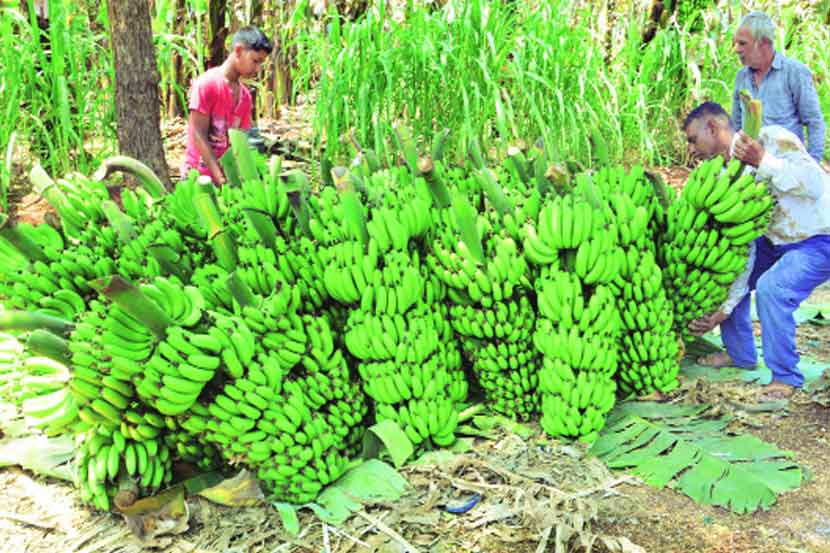 केळी दरात घसरण झाल्याने शेतकऱ्यांचे आर्थिक गणित बिघडले आहे. मजले (ता. हातकणंगले) येथे शेतात केळीच्या घडांची कापणी सुरु आहे. (छाया-जगन जामदार)