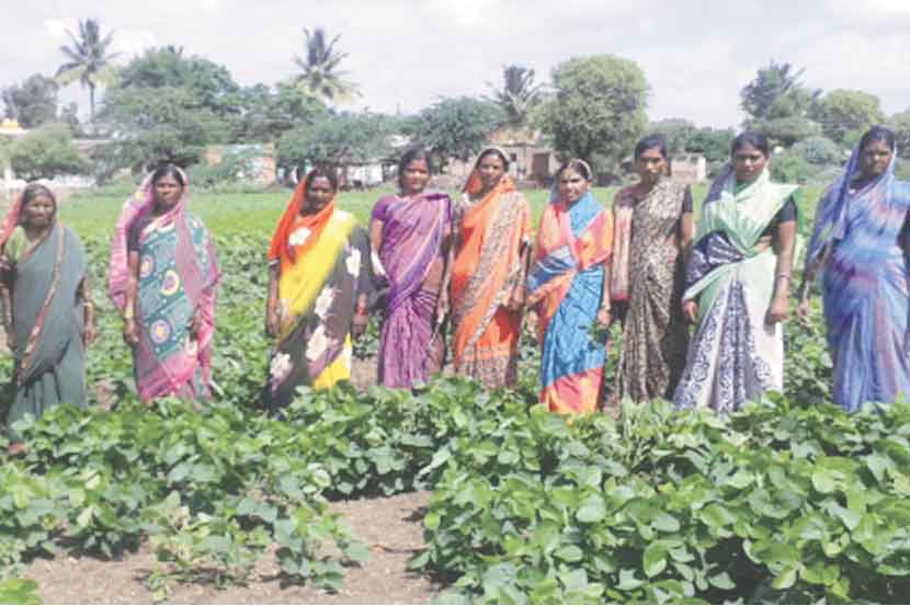 जय भीम महिला बचत गटा’च्या माध्यमातून दहा महिलांनी ‘करार शेती’ नावाचा केलेला प्रयोग कमालीचा यशस्वी ठरला