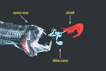 अंगात नाही बळ आणि चिमटा घेऊन पळ!