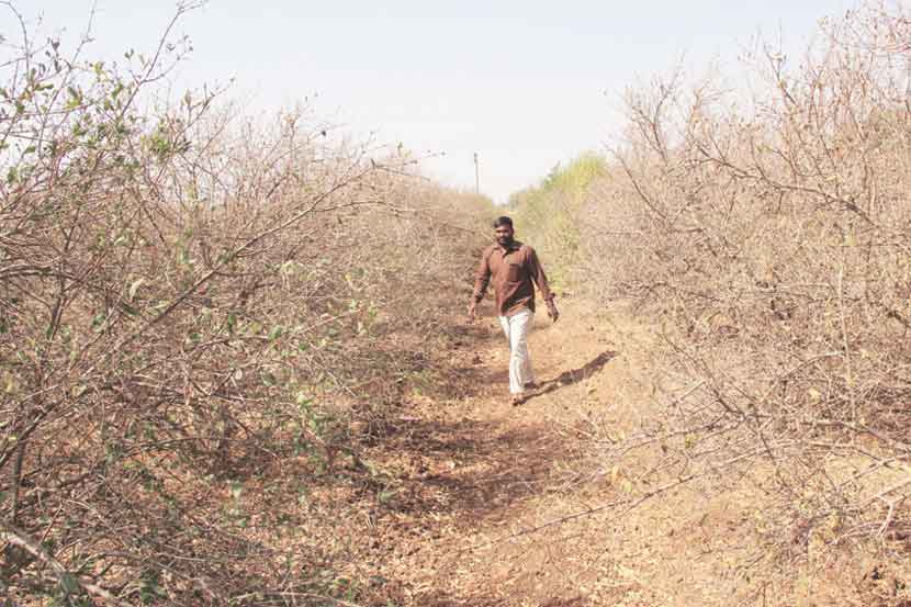 दुष्काळामुळे मराठवाडय़ातील शेतकऱ्यांची दैनावस्था झाली आहे.