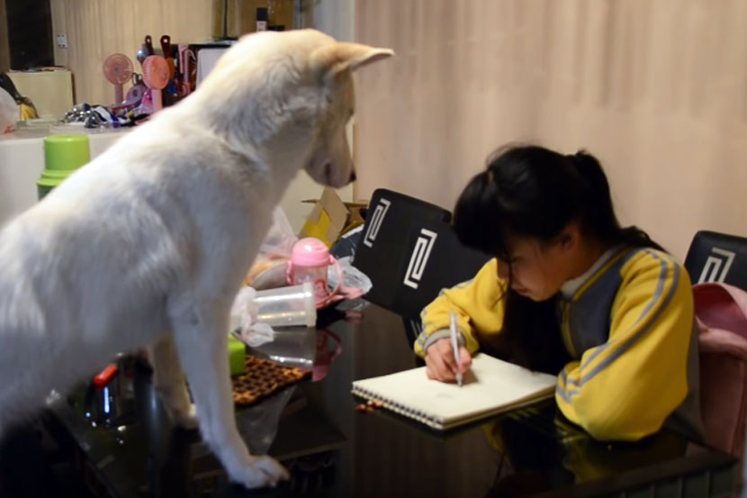 Video : वॉचडॉग! कुत्रा घेतो मुलीचा ‘होमवर्क’, वडिलांनी लढवली भन्नाट शक्कल