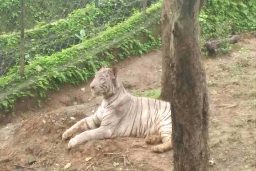 संजय गांधी राष्ट्रीय उद्यानातील बाजीराव वाघाचा मृत्यू