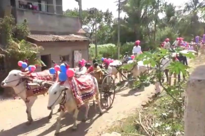 मुलीसाठी कायपण ! कोल्हापुरात चक्क बैलगाड्यांमधून निघाले व्हराड