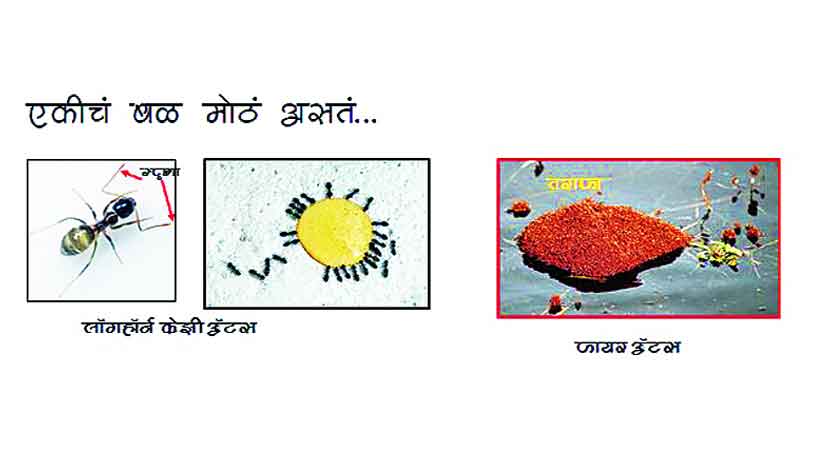 एकीचं बळ मोठं असतं