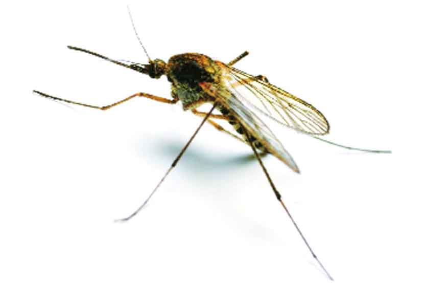 मलेरियावरची लस