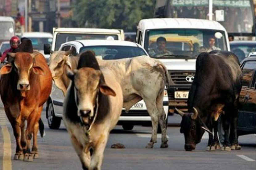 अवैध गोठे, मोकाट जनावरांना राजकीय पुढाऱ्यांचा पाठिंबा!