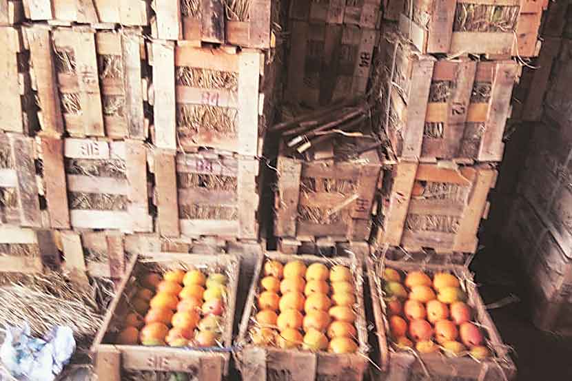 हापूसचा हंगाम अंतिम टप्प्यात!