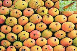 थंडी आणि थ्रिप्सचा फटका आंब्याची आवक ४० टक्क्यांवर