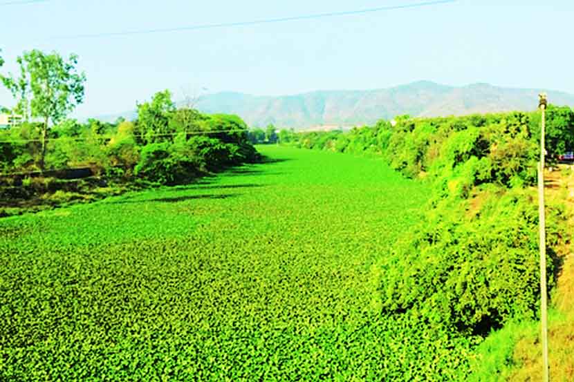 गाढी नदीपात्रात विचुंबे गावालगतचा जलपर्णीचा विळखा. (छायाचित्र : नरेंद्र वास्कर)