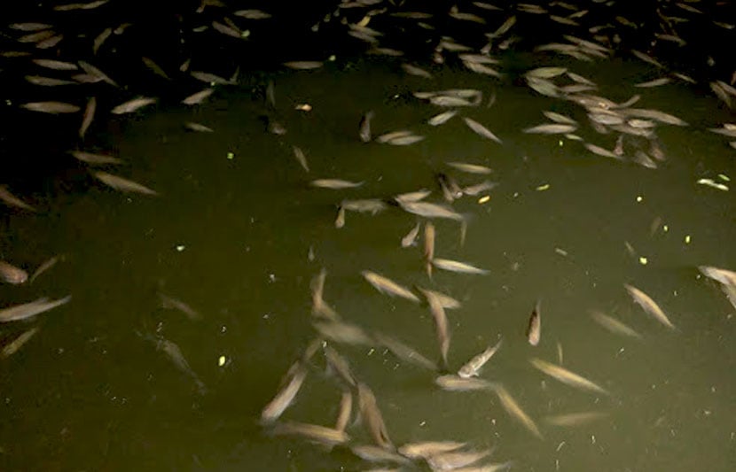 थेरगाव येथील केजुबाई धरणात लाखो माशांचा मृत्यू झाल्याचा प्रकार समोर आला आहे.
