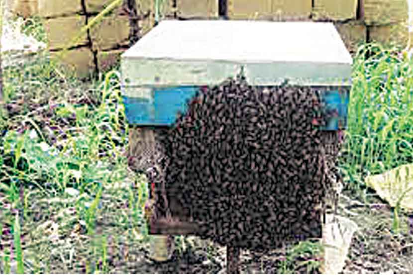 पोलीस आयुक्तांच्या बंगल्यात मधमाशी पालन