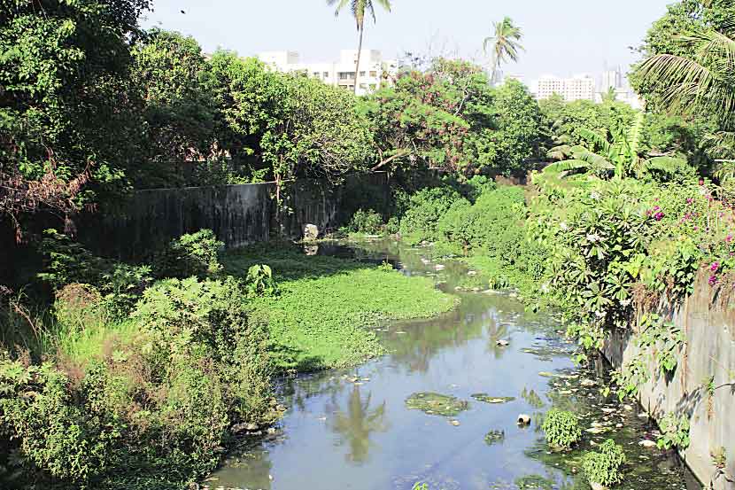 ठाणे महापालिकेतर्फे पावसाळ्यापूर्वी नालेसफाईची कामे हाती घेण्यात आली आहेत. मात्र दुसरीकडे ठाणे शहरातल्या आनंदनगर येथील नाल्याला झुडपांनी वेढल्याचे चित्र दिसत आहे. गतवर्षीच्या पावसाळ्यात या परिसरात मोठय़ा प्रमाणात पाणी तुंबल्याचे चित्र पाहायला मिळाले होते. तरीही नाल्याची अद्याप स्वच्छता करण्यात आलेली नाही. (छायाचित्र - दीपक जोशी)