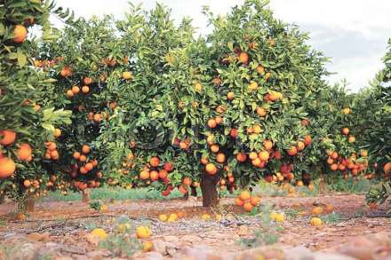 विदर्भातील संत्राबागांचे नुकसान, शेतकऱ्यांना मदतीची प्रतीक्षा