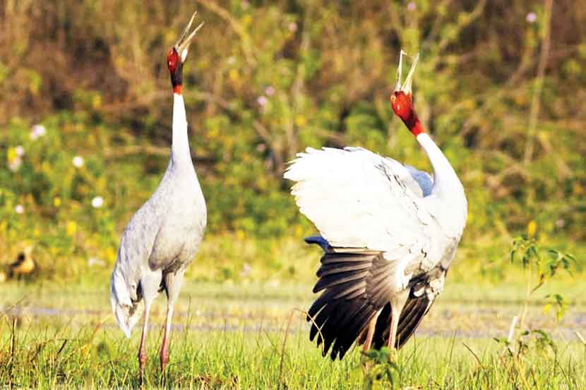 राज्यात सारस व घरटय़ांच्या संख्येत नाममात्र वाढ