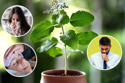 तुळस : अशीही गुणकारी!