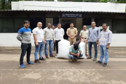 पिंपरी-चिंचवडमध्ये पोलिसांनी पकडला १०१ किलो गांजा