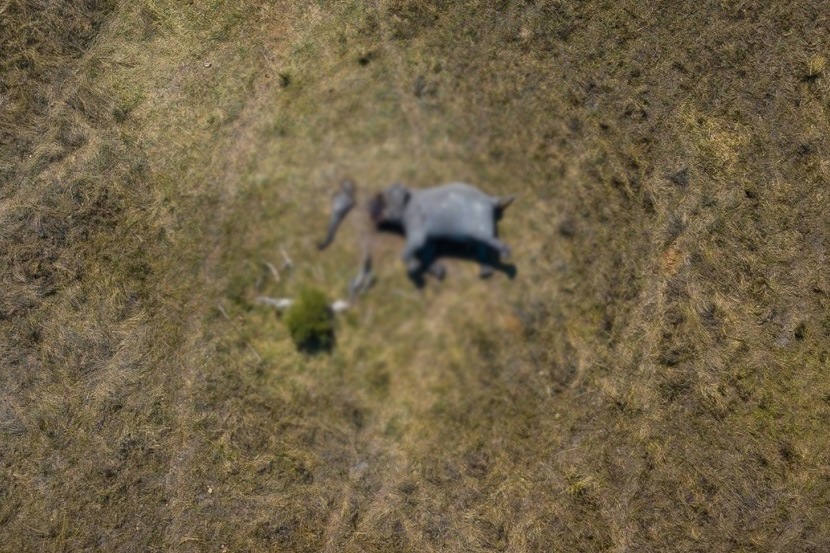 हत्तीची शिकार (फोटो सौजन्य: मेट्रो न्यूज युके)