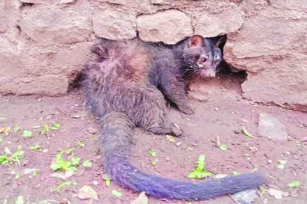 सांगलीत जखमी अवस्थेतील उदमांजर आढळले