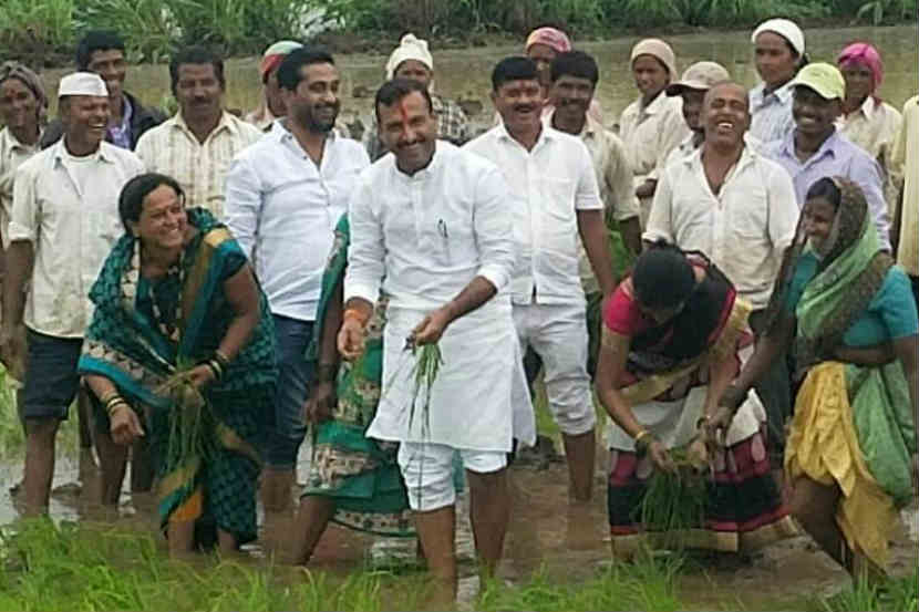 राज्यमंत्री भेगडेंनी शेतकऱ्यांसोबत केली भात लागवड