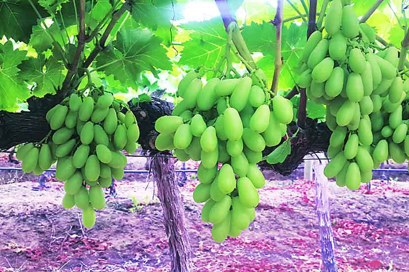 नव्या वाणामुळे द्राक्ष उत्पादकांचा नफा वाढणार