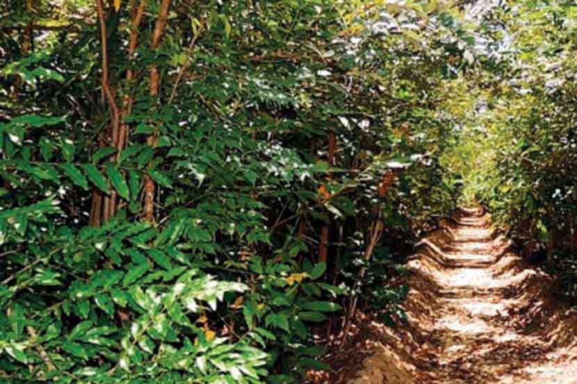 तीन वर्षांत मुंबईत घनदाट जंगल