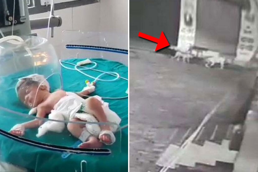 आई नव्हे कसाई ! ‘नकोशी’ला फेकलं पण कुत्र्यांनी वाचवलं, CCTV मध्ये घटना कैद