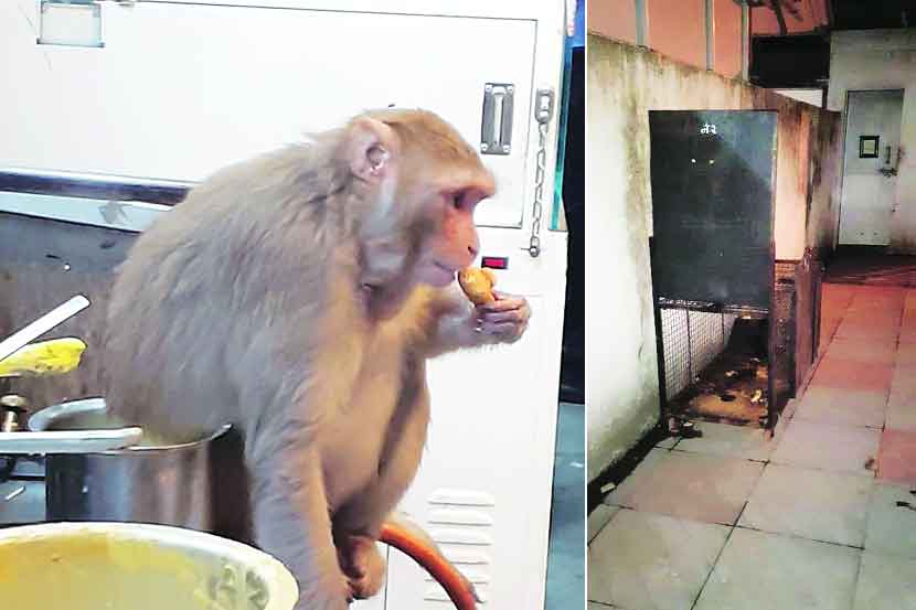 माकडाला पकडण्यासाठी खारघर येथे लावलेला पिंजरा.