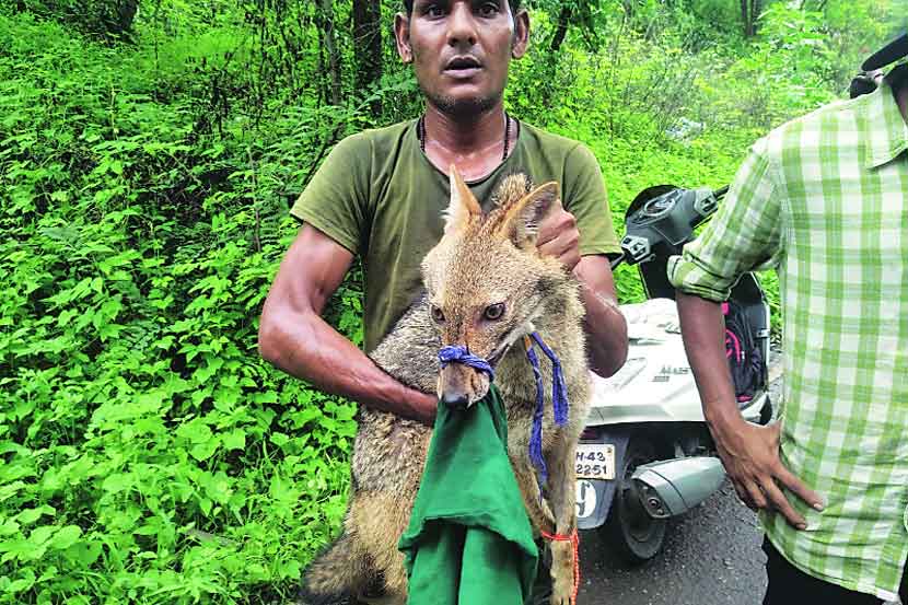 जखमी कोल्ह्य़ाला जीवदान