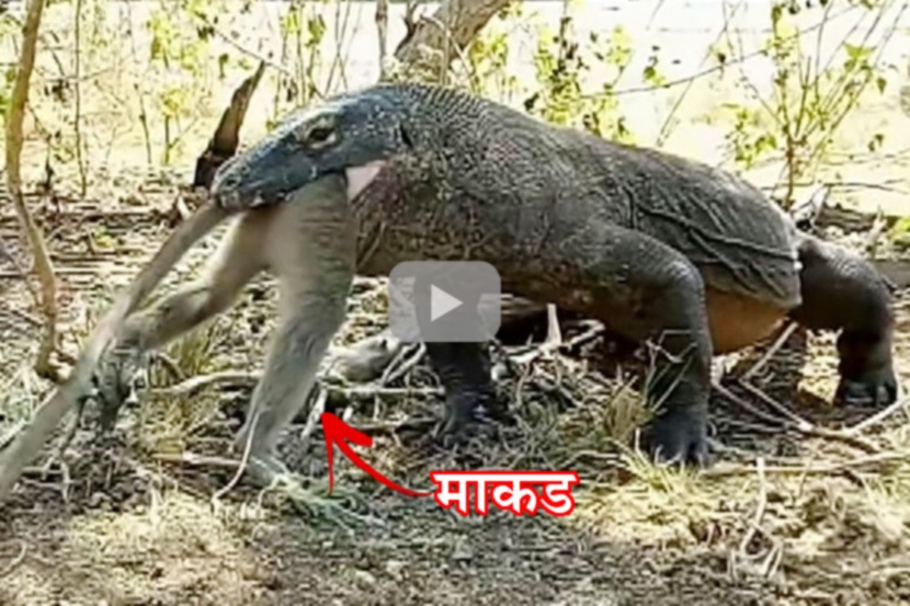 VIDEO: कोमोडो ड्रॅगनने माकडाला जिवंत गिळले