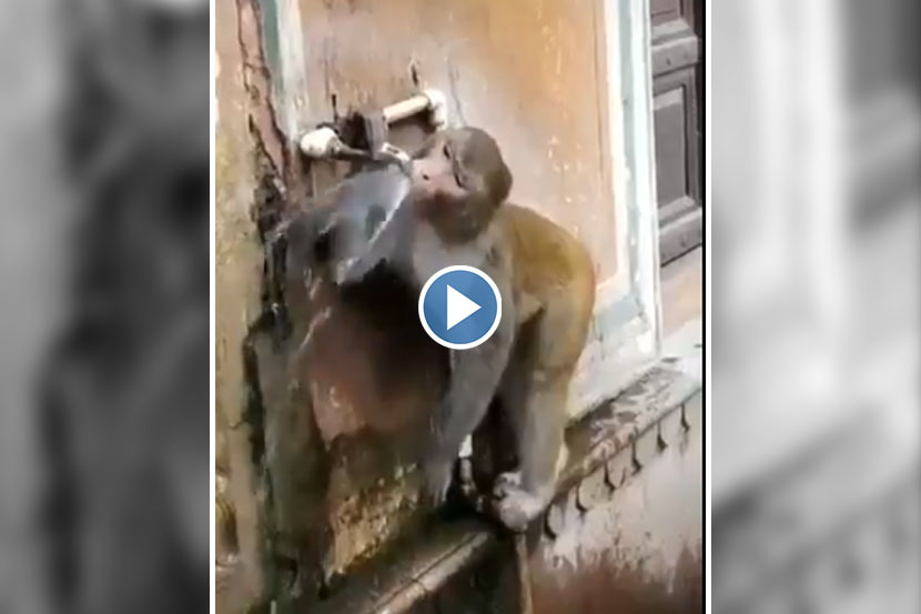 Viral Video : ‘या’ माकडाकडून शिका कसं वाचवायचं पाणी!