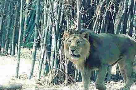 पुणे : राजीव गांधी प्राणीसंग्रहालयातील सिंहाचा मृत्यू