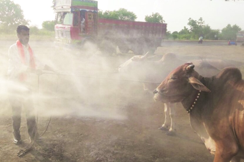 पाणी नसल्यामुळे बैलपोळ्याच्या आदल्या दिवशी औरंगाबादजवळील आडगाव येथे शेतकऱ्यांनी वॉशिंग सेंटरवर आंघोळीसाठी बैल आणले होते.