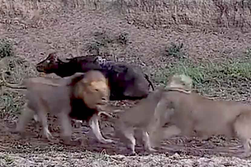 Viral Video : ‘दोघांचं भांडण तिसऱ्याचा लाभ’, पाच सिंहांच्या भांडणात म्हैस गेली पळून