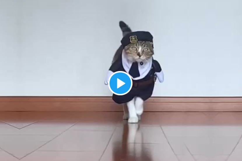 Video: या मांजरींच्या कॅटवॉकसमोर मॉडेलसुद्धा पडतील फिक्या