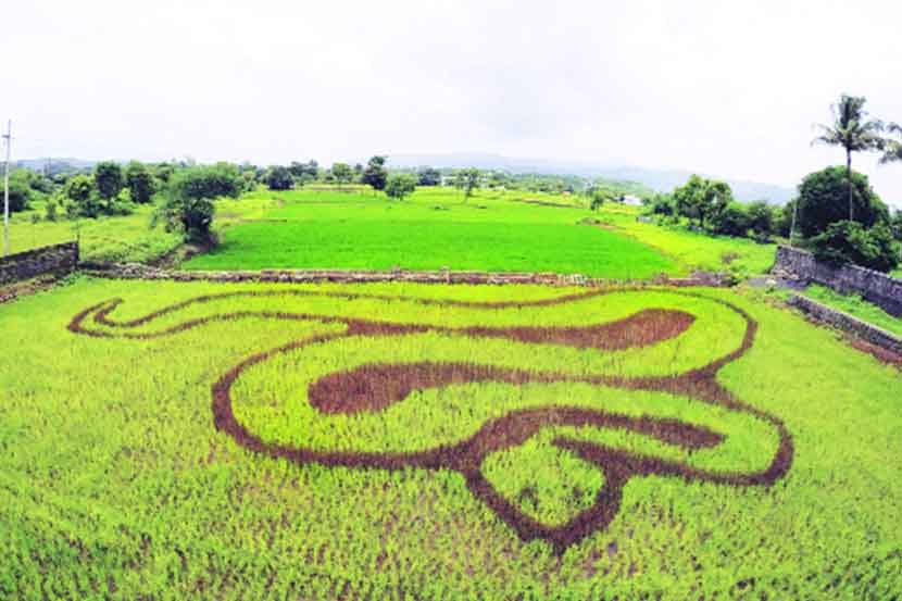 भातशेतीवर ‘चापडा’ सापाचे चित्र