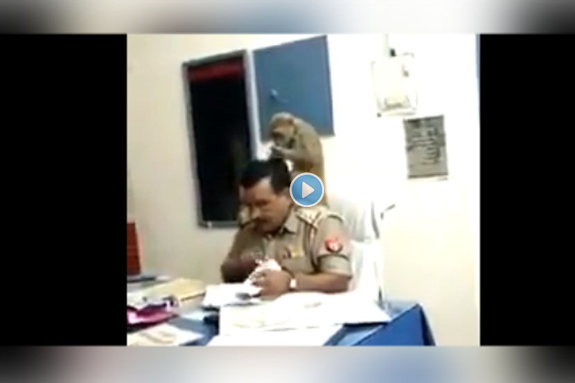 Viral Video : चक्क माकड शोधत पोलिसांच्या डोक्यातील उवा