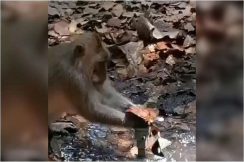 Viral Video : माकडाला कळले, तुम्हाला कधी कळणार