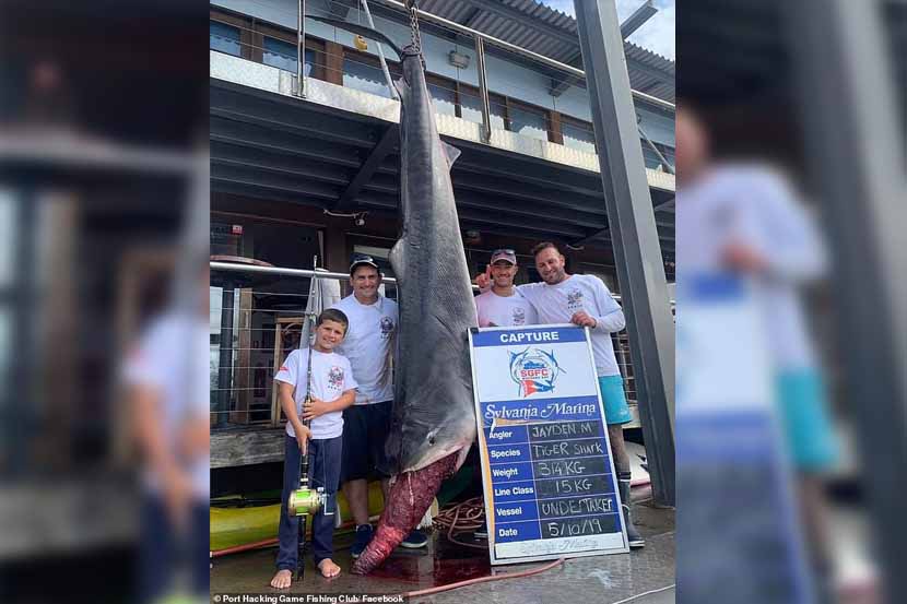 हे काय घडलं : आठ वर्षाच्या मुलाने पकडला ३१४ किलोचा शार्क