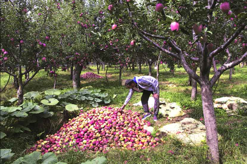 काश्मीरमध्ये २.५० कोटींची सफरचंद खरेदी