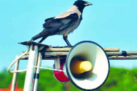 ध्वनी प्रदूषणाचा पक्ष्यांवर दुष्परिणाम